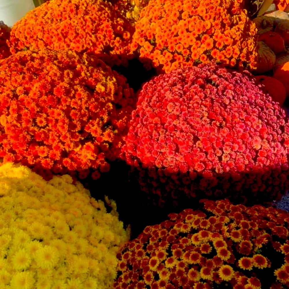 Meet your Posher, Robin